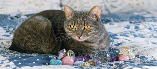 Energy Healing with Pets